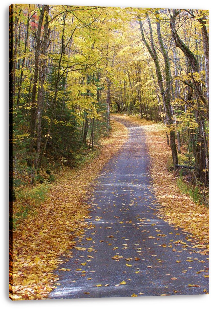 Autumn forest path canvas print featuring a curving paved trail, fallen yellow leaves, and sunlit woodland.