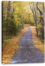 Autumn forest path canvas print featuring a curving paved trail, fallen yellow leaves, and sunlit woodland.