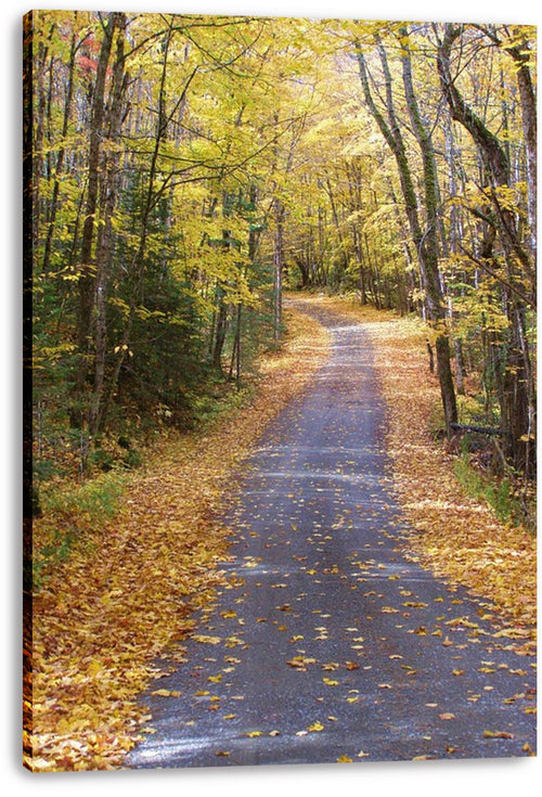 Autumn forest path canvas print featuring a curving paved trail, fallen yellow leaves, and sunlit woodland.
