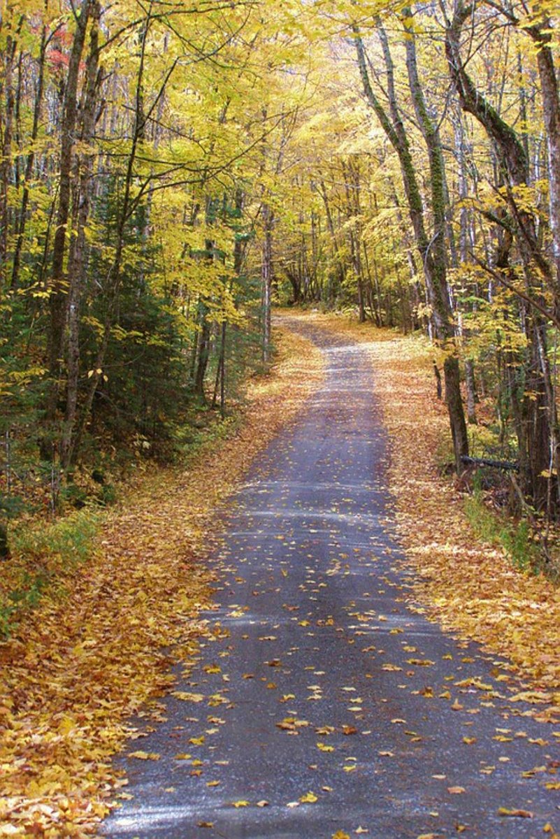 Autumn forest path wall art print with a winding leaf-strewn paved trail beneath golden yellow trees.