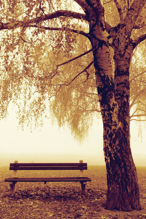 Autumn park bench wall art print with a large textured tree, falling leaves, and golden mist over a leaf-covered ground.