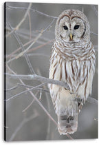 Barred owl canvas wall art print features a front-facing owl with dark eyes on frosty branches against a soft gray background.