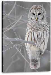 Barred owl canvas wall art print features a front-facing owl with dark eyes on frosty branches against a soft gray background.