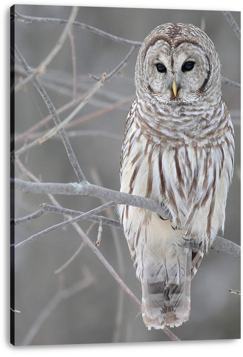 Barred owl canvas wall art print features a front-facing owl with dark eyes on frosty branches against a soft gray background.