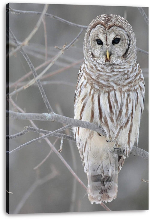 Barred owl canvas wall art print features a front-facing owl with dark eyes on frosty branches against a soft gray background.
