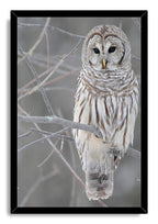 Barred owl framed wall art print presents a detailed brown and white owl perched on bare branches in a black frame.