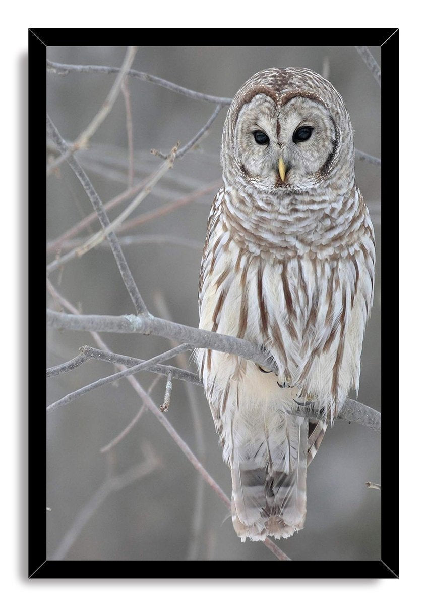 Barred owl framed wall art print presents a detailed brown and white owl perched on bare branches in a black frame.