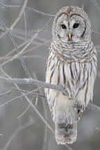 Barred owl wall art print portrays a pale brown and white owl perched among bare gray winter branches.