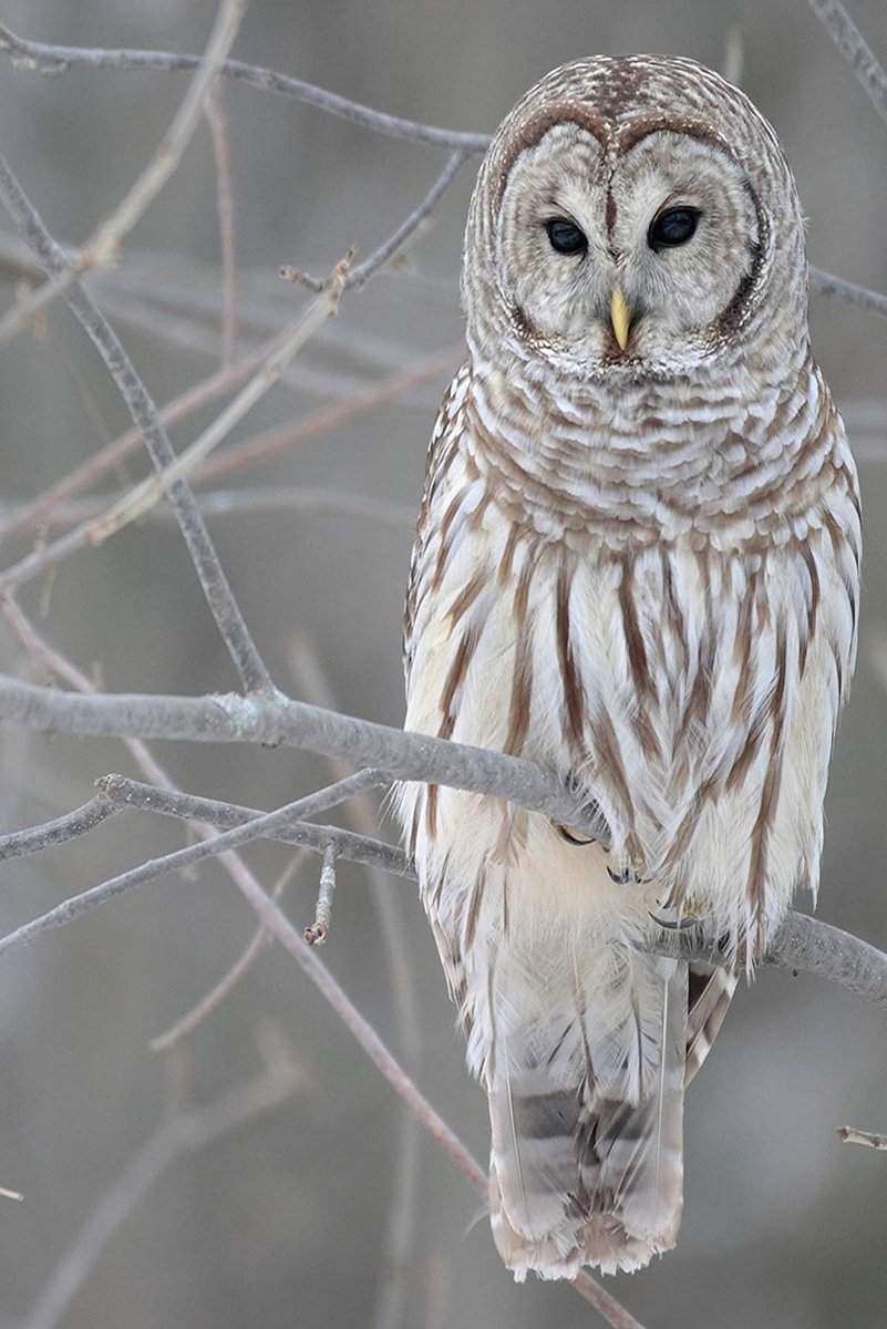Barred owl wall art print portrays a pale brown and white owl perched among bare gray winter branches.