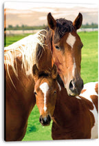 Horse canvas wall art print with a chestnut mare and a white-marked foal, displayed on a stretched canvas edge.