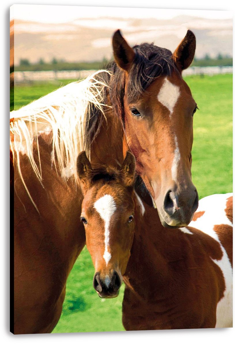 Horses canvas wall art print displaying a close portrait of a brown mare and her foal against a green field.