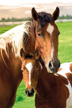 Horses wall art print featuring a brown mare and foal with white facial markings in a green pasture.