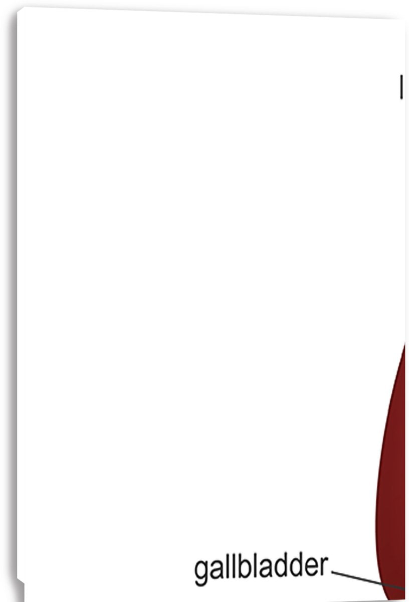 Internal human digestive system canvas wall art print is shown in close-up with a white background, gallbladder label, and red organ edge.
