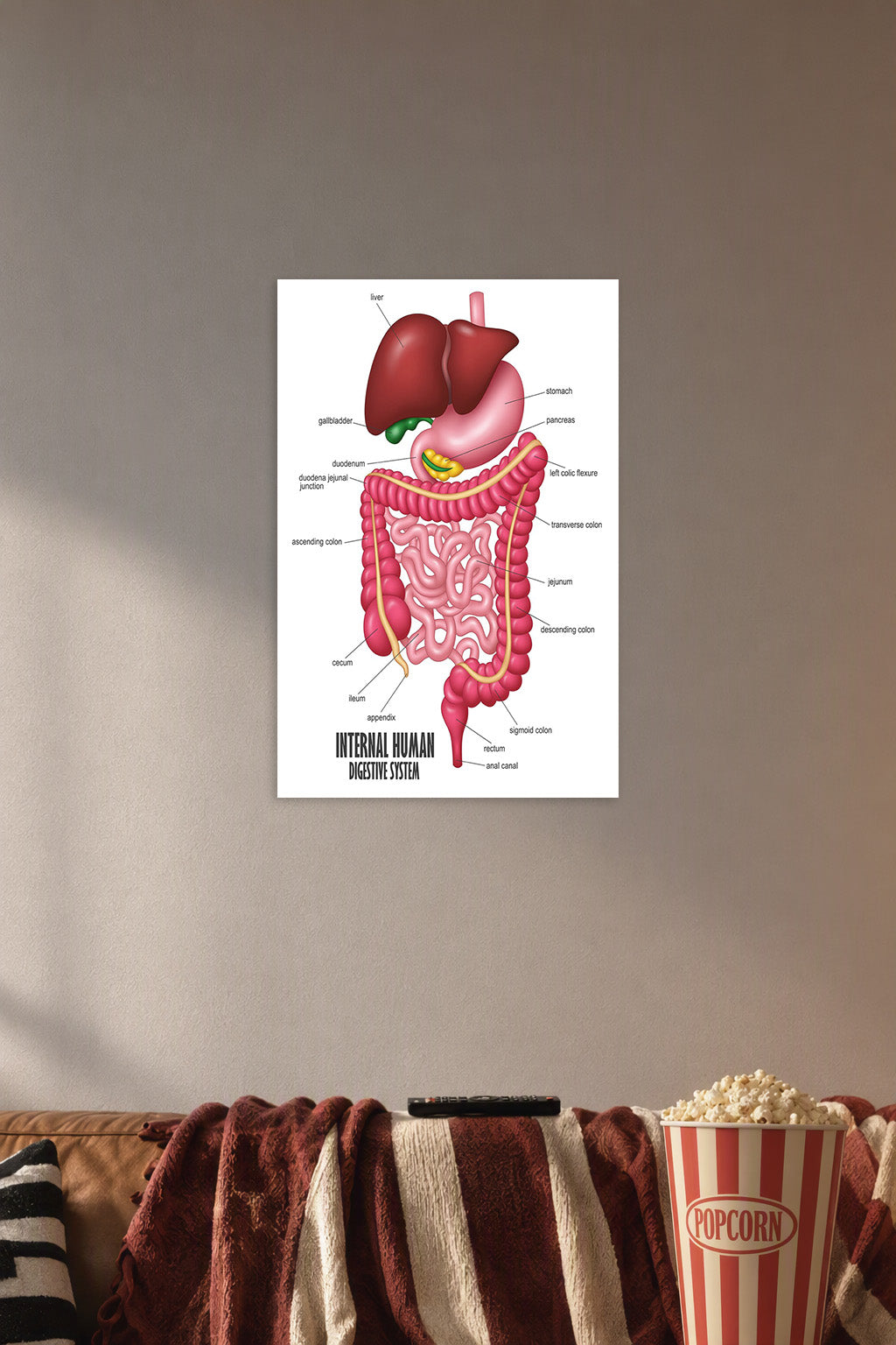 Internal Human Digestive System in a cozy movie room above a brown sofa with popcorn.