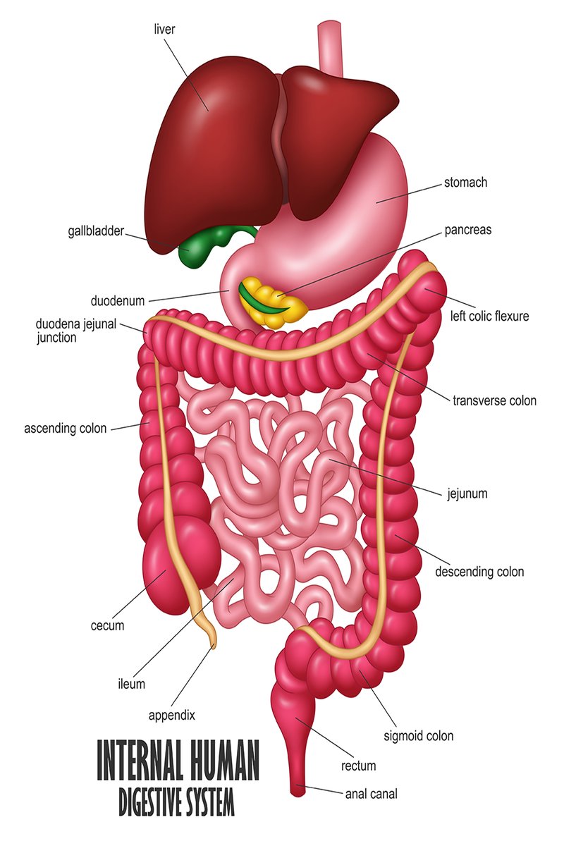 Internal human digestive system poster features a color anatomical diagram with labeled liver, stomach, pancreas, intestines, and colon.