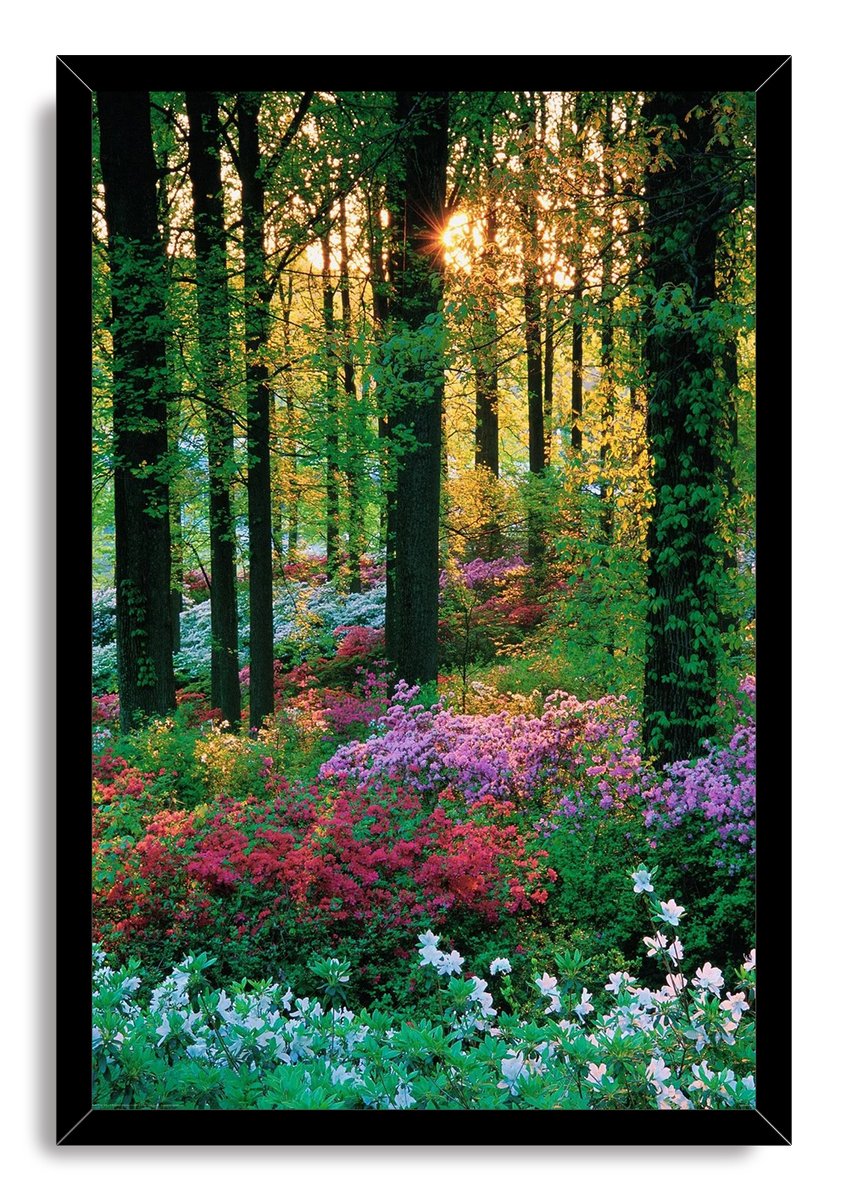 Lush forest bloom framed wall art print with a black border around tall trees, golden sunlight, and colorful flowering shrubs.