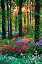 Lush forest bloom wall art print with sunlight through tall trees above pink, purple, red, and white flowering shrubs.
