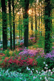 Lush forest bloom wall art print with sunlight through tall trees above pink, purple, red, and white flowering shrubs.