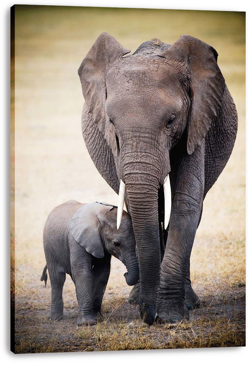 Mother and baby elephant canvas wall art print presents the pair walking closely together on a softly blurred savanna.
