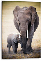 Mother and baby elephant canvas wall art print presents the pair walking closely together on a softly blurred savanna.
