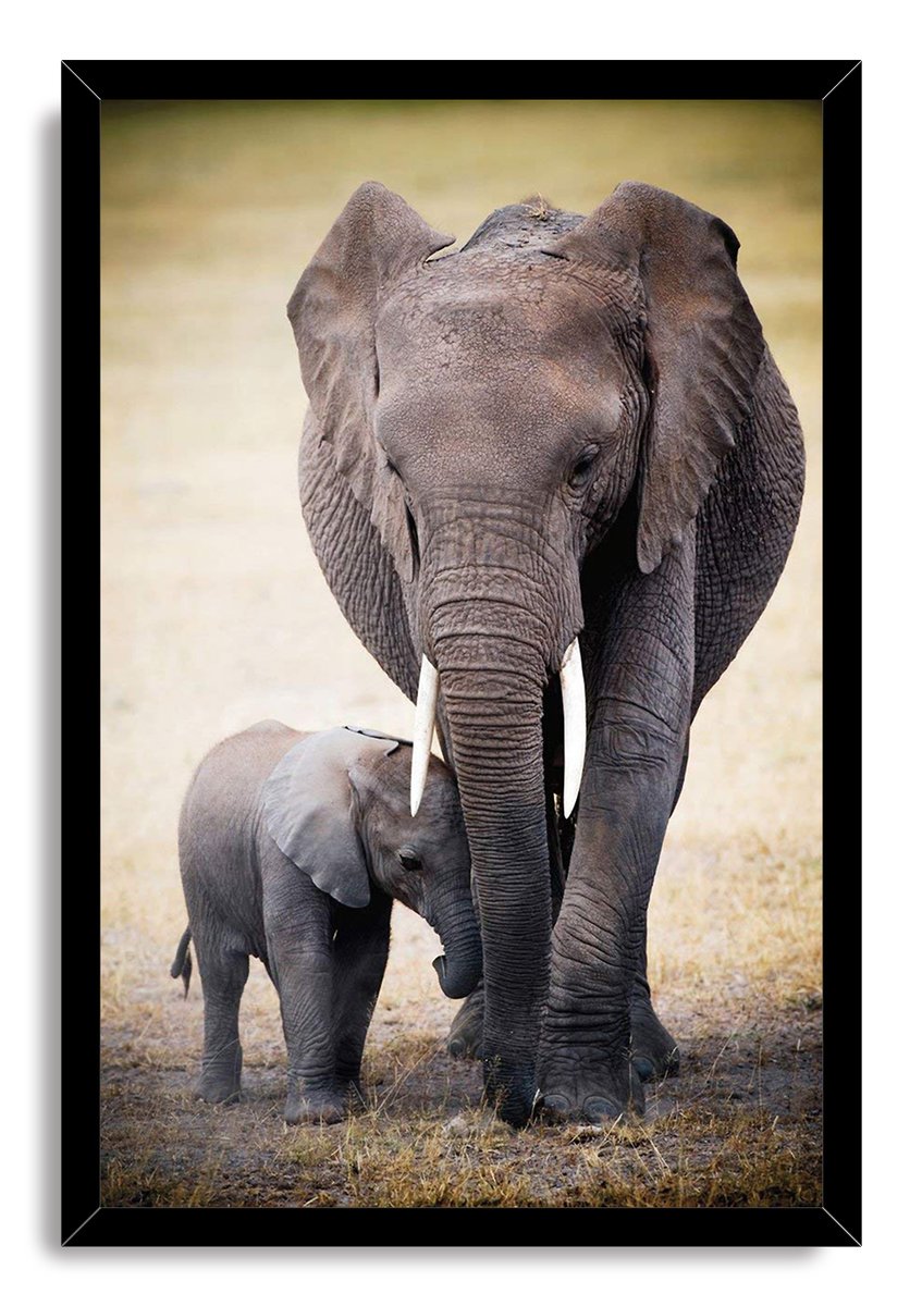 Mother and baby elephant framed wall art print features a tusked adult and calf standing on golden grass in a black frame.