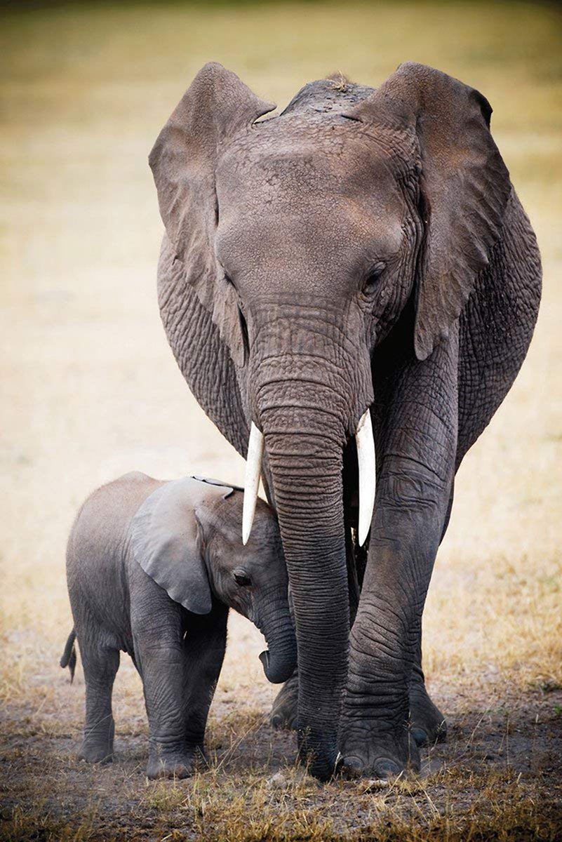 Mother and baby elephant wall art print depicts a tusked adult shielding her calf on dry golden grass.