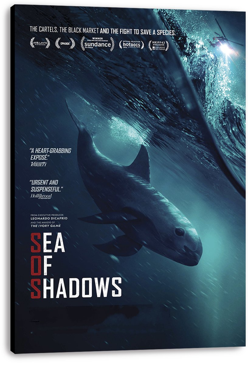 Sea of Shadows wall art canvas displays a vaquita beneath churning blue water, with a helicopter light at the surface.