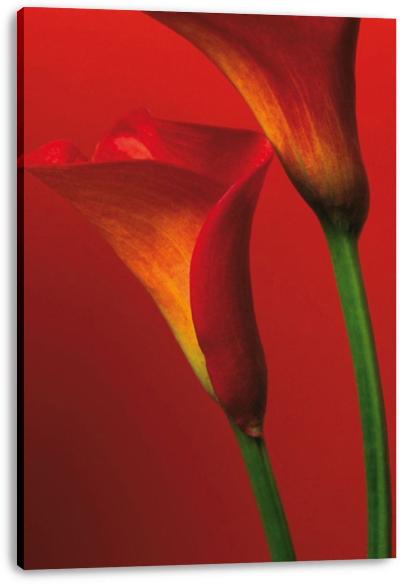 Calla lilies canvas wall art print featuring two red and golden-orange flowers with long green stems against red.