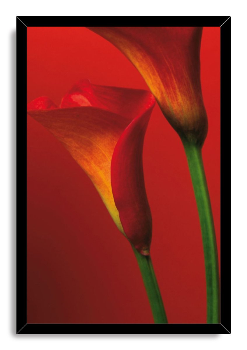 Calla lilies framed wall art print in a black frame, with red-orange blooms and curved green stems on a crimson background.