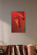 Vibrant Calla Lilies in a cozy movie room above a brown sofa with popcorn.
