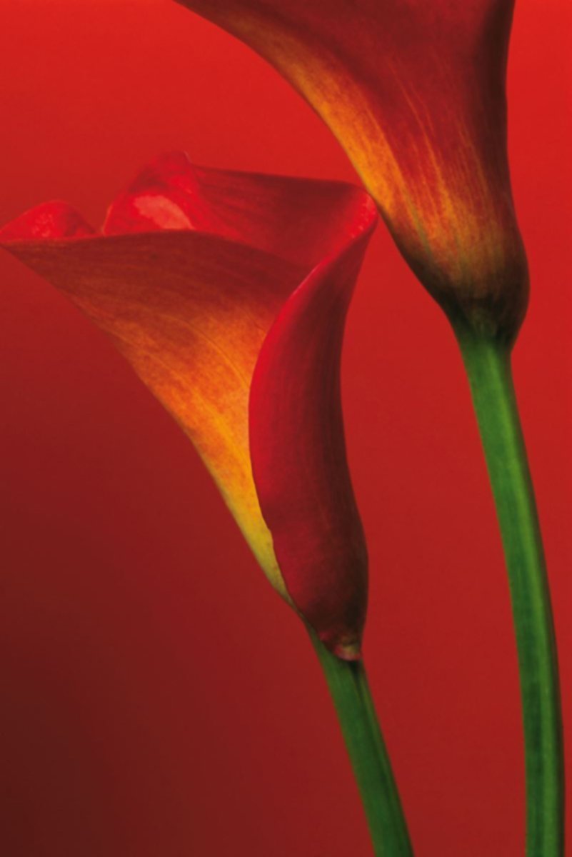 Calla lilies wall art print with two sculptural blooms in deep red and orange-yellow gradients on a rich red ground.