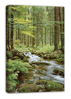 Forest creek canvas wall art print presented upright, with a rocky stream winding through lush green woodland.
