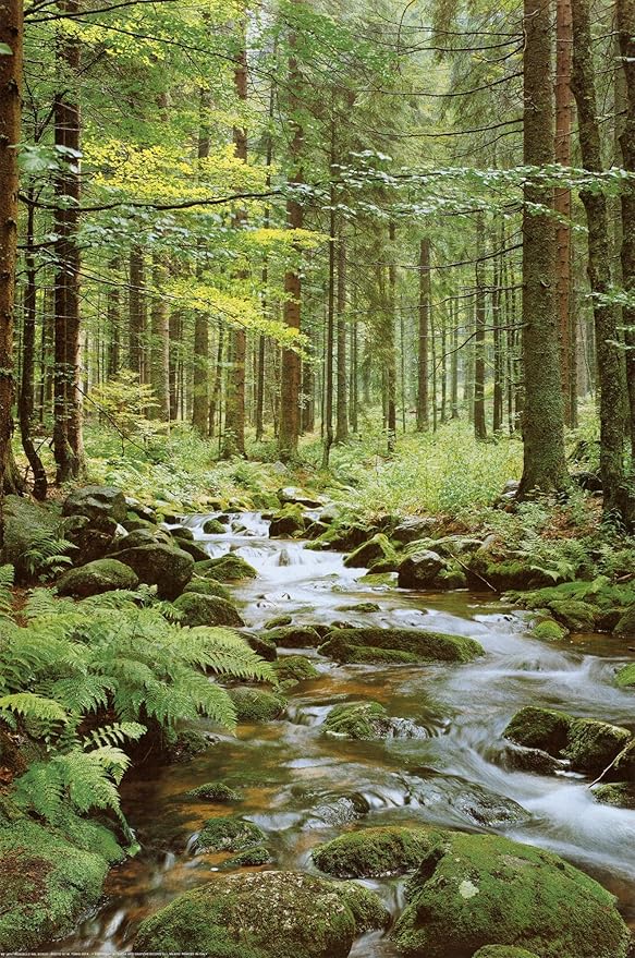 Forest creek wall art print with clear water flowing over mossy rocks beneath tall trees and green ferns.