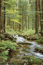 Forest creek wall art print with clear water flowing over mossy rocks beneath tall trees and green ferns.