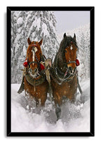 Winter horses framed wall art print features two harnessed brown horses running through snowy pines in a black mitered frame.