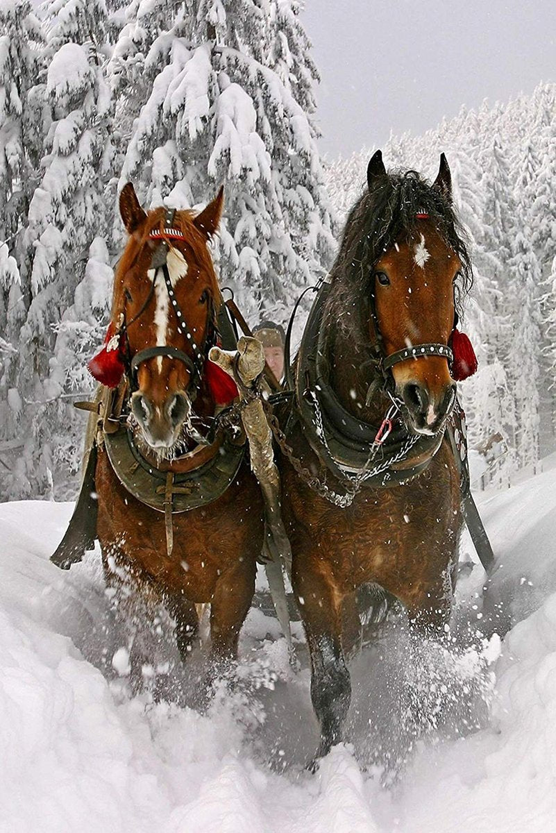Winter horses wall art print depicts two harnessed brown horses charging through deep snow among frosted pine trees.